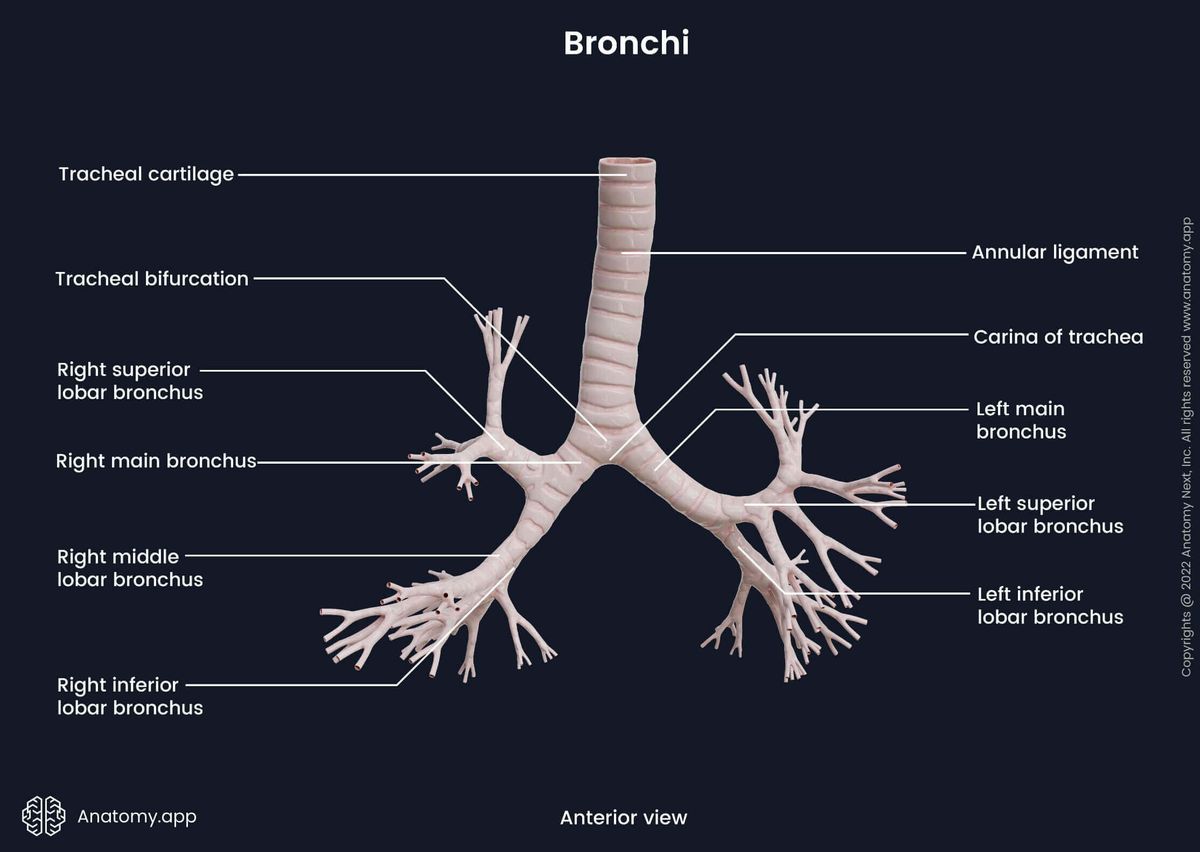 Main and lobar bronchi, anterior view