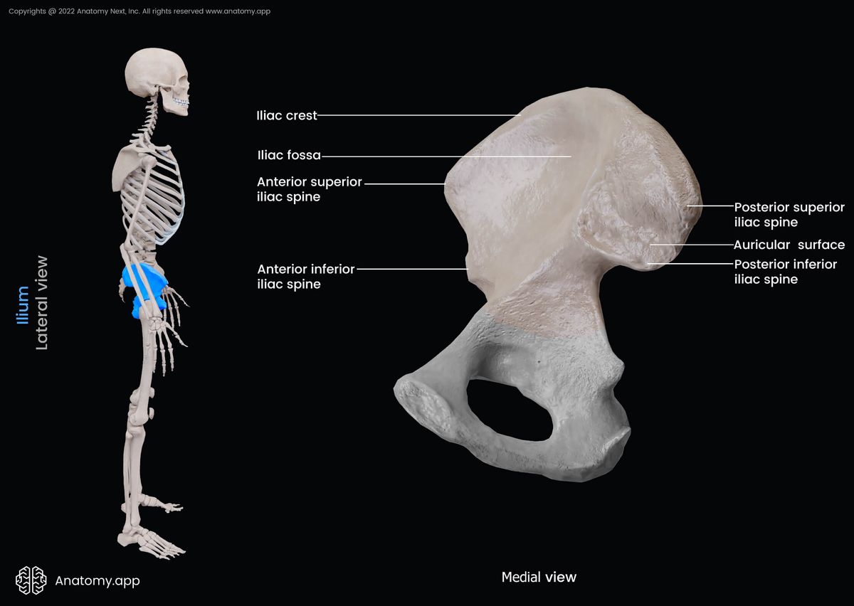 Ilium, Iliac bone, Hip bone, Pelvis, Pelvic girdle, Landmarks of ilium, Medial view of ilium, Human skeleton