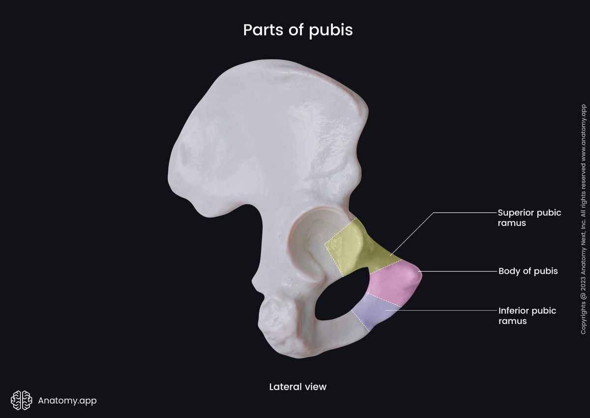 Pubis, Pubic bone, Hip bone, Pelvic girdle, Pelvic girdle bones, Human skeleton, Lateral view of pubis, Parts of pubis