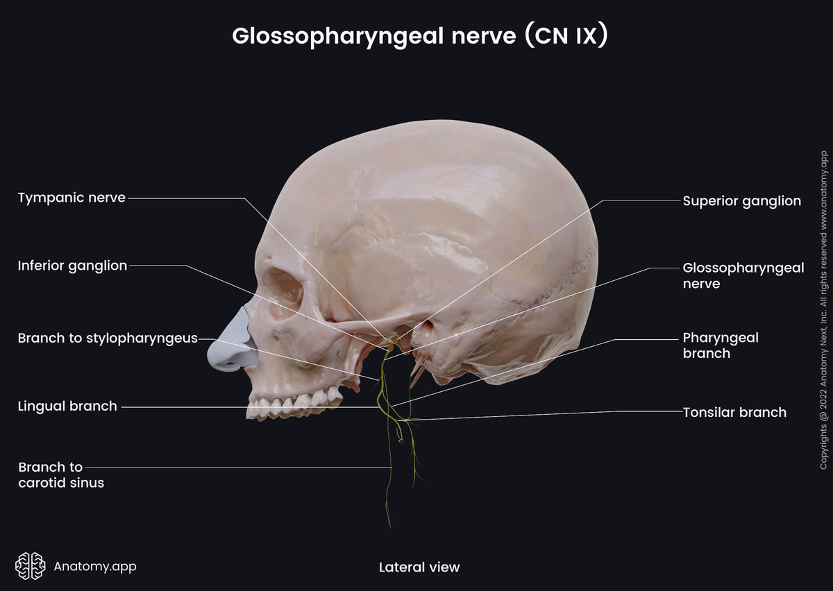 Cranial nerves, Glossopharyngeal nerve, CN IX, Branches, Skull, Head and neck, Nervous system, Lateral view