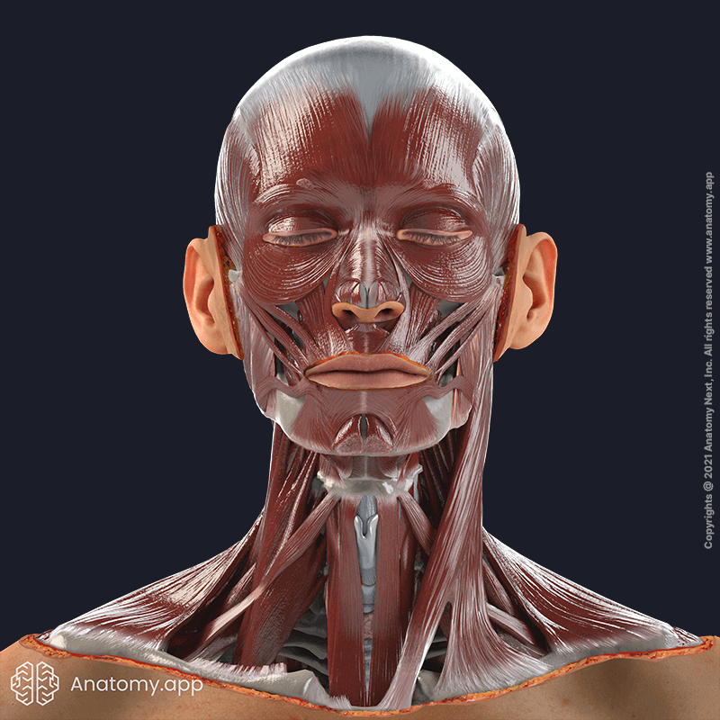 All facial muscles from frontal view