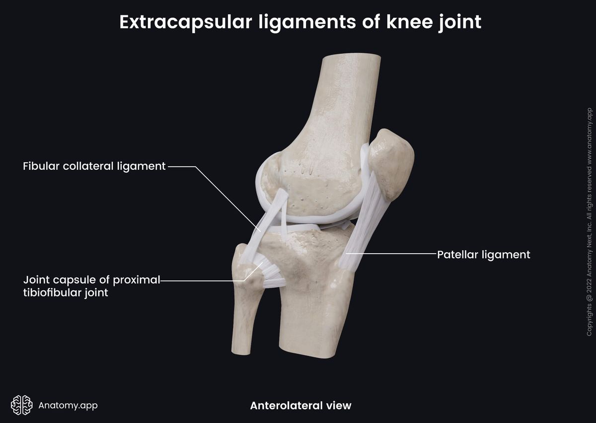 Knee joint, Extracapsular ligaments, Tibia, Fibula, Femur, Patella, Anterolateral view