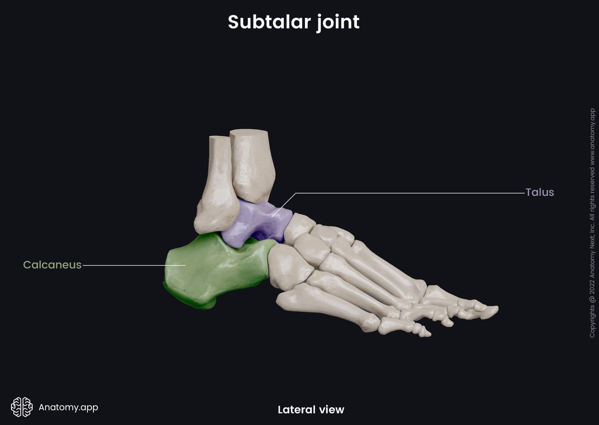 Subtalar joint, Tarsals, Tarsals colored, Talus, Calcaneus, Human foot, Foot skeleton, Foot bones, Lateral view
