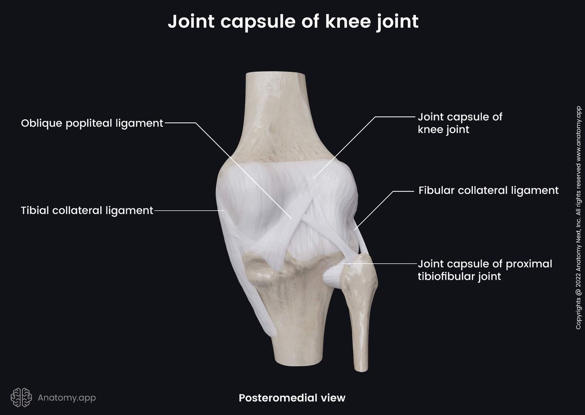 Knee joint, Joint capsule, Extracapsular ligaments, Femur, Tibia, Fibula, Posteromedial view