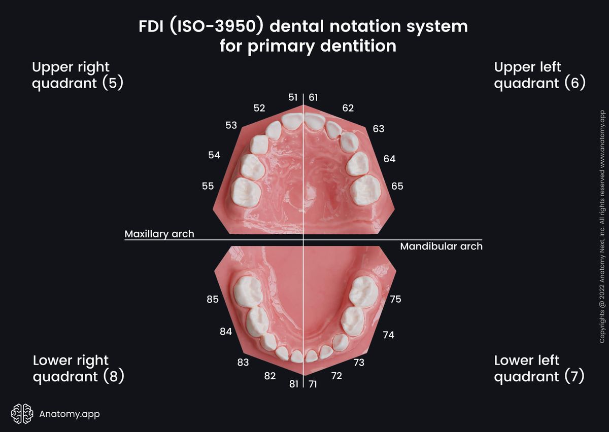 Dental notation systems, FDI system, ISO-3950 system, Teeth, Palate, Teeth numbering, Maxillary arch, Mandibular arch, Primary teeth, Milk teeth, Deciduous teeth