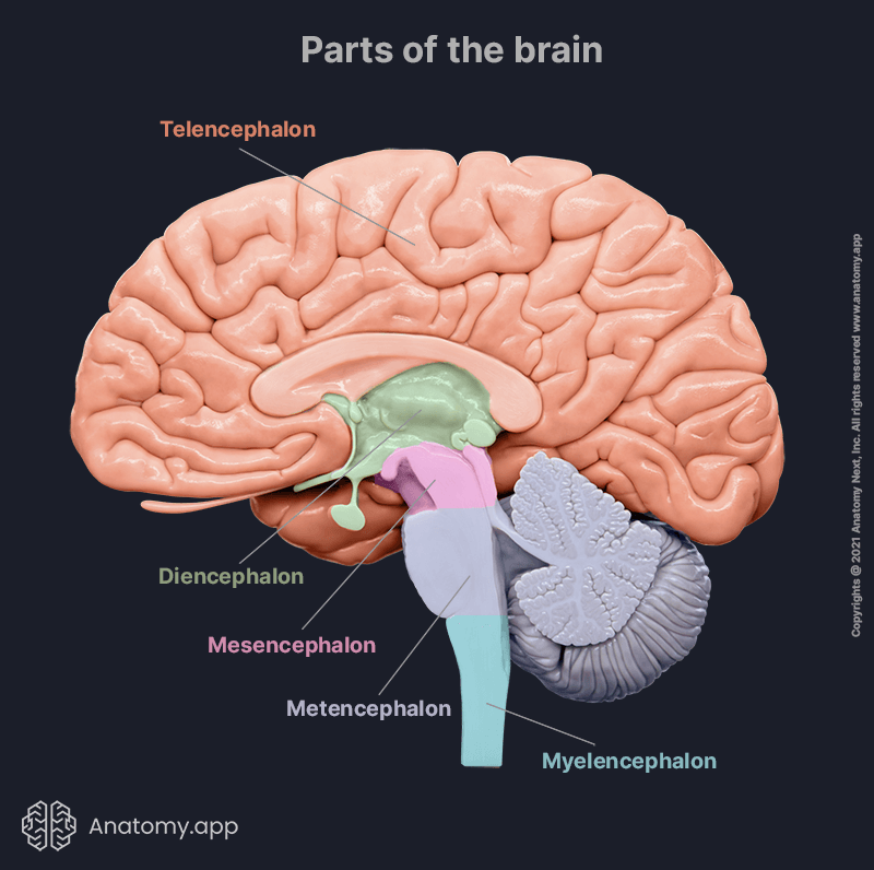 Parts of brain, telencephalon, mesencephalon, metencephalon, myelencephalon, diencephalon, brain anatomy