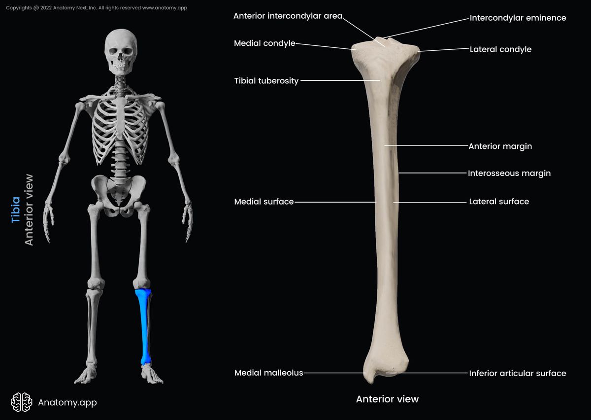 Tibia, Shinbone, Landmarks of tibia, Proximal end of tibia, Shaft of tibia, Distal end of tibia, Bones of lower leg, Skeleton of lower limb, Leg bones, Human skeleton, Anterior view of tibia
