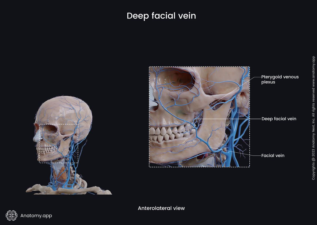 Veins of the head and neck, Extracranial veins, Deep facial vein, Facial vein, Anterolateral view
