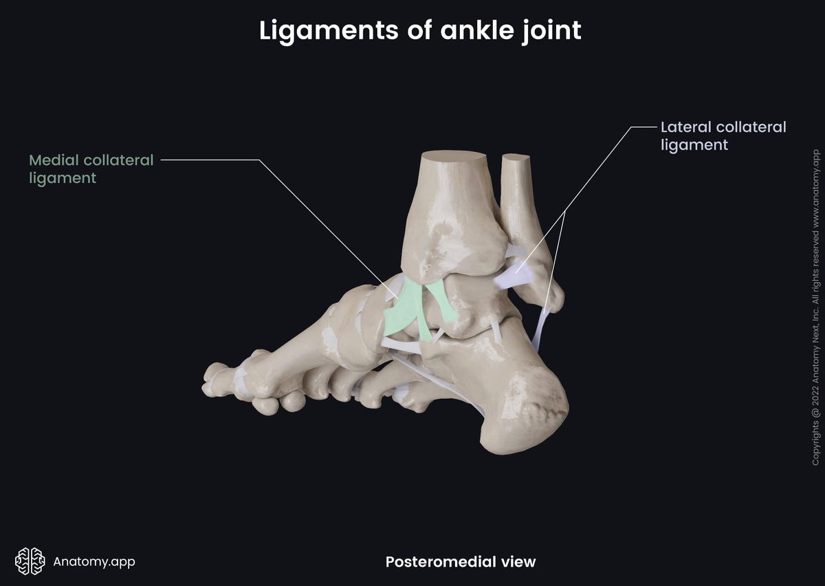 Ankle joint, Bones of leg, Tibia, Fibula, Tarsals, Talus, Ligaments, Medial collateral ligament, Lateral collateral ligament, Human foot, Foot skeleton, Foot bones, Posteromedial view