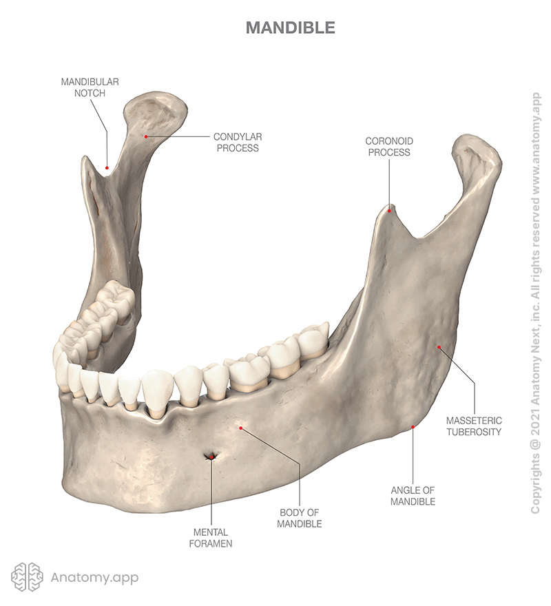 Mandible with anatomical landmarks, lower teeth
