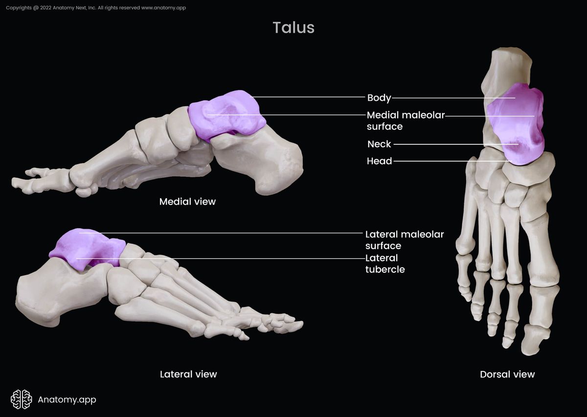 Talus, Landmarks of talus, Lateral view of talus, Dorsal view of talus, Medial view of talus, Tarsal bones, Human foot, Bones of foot, Skeleton of lower limb