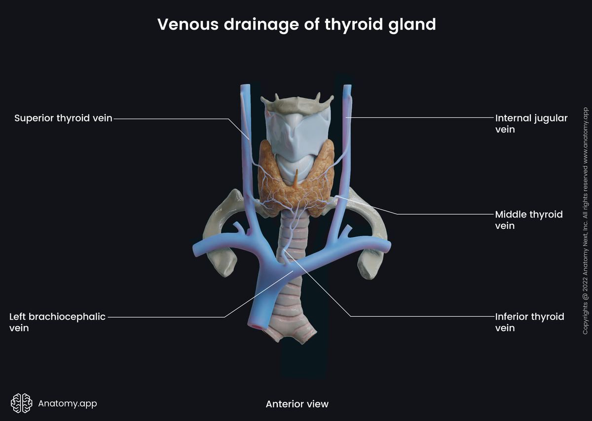 Thyroid gland, Thyroid veins, Venous drainage, Brachiocephalic vein, Internal jugular vein