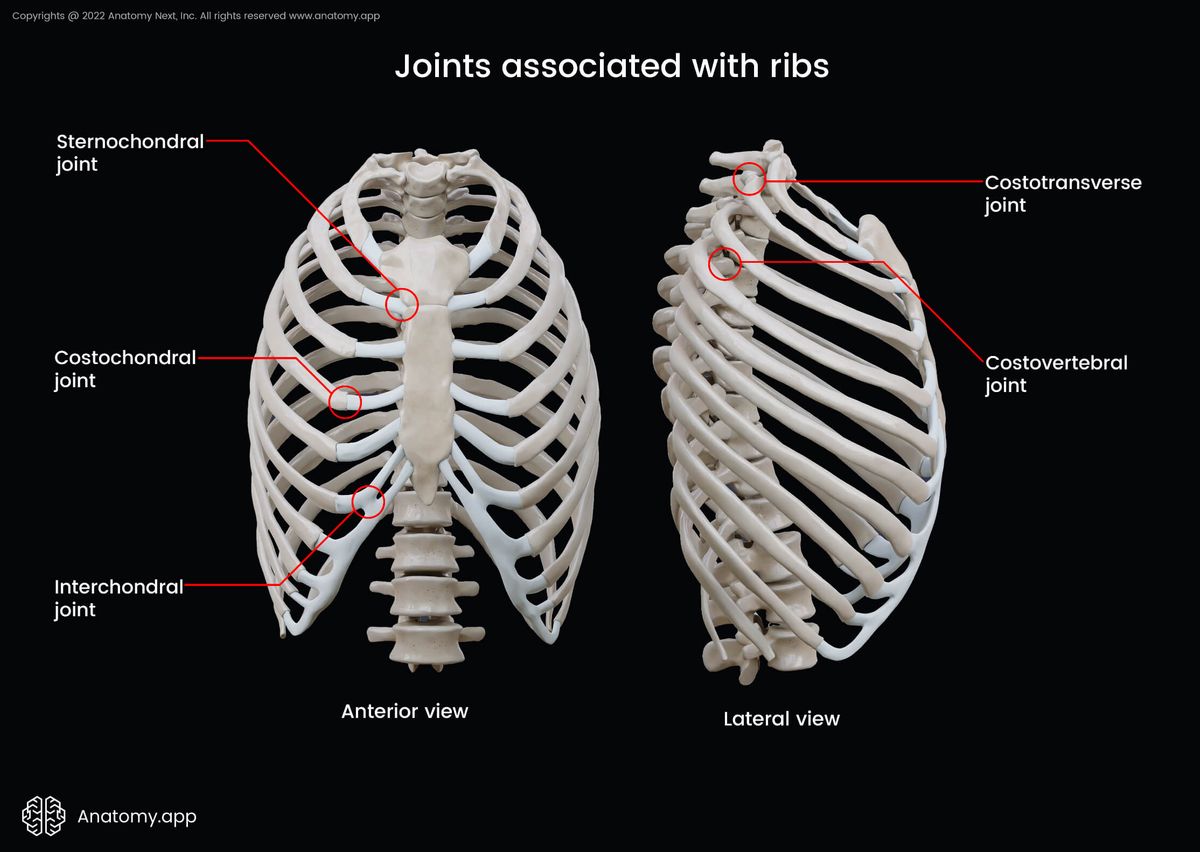 Joints associated with ribs, Joints of ribs, Rib joints, Interchondral joint, Costovertebral joint, Costotransverse joint, Sternochondral joint, Costochondral joint, Thoracic cages, Rib cage, Ribs, Sternum, Thoracic vertebrae