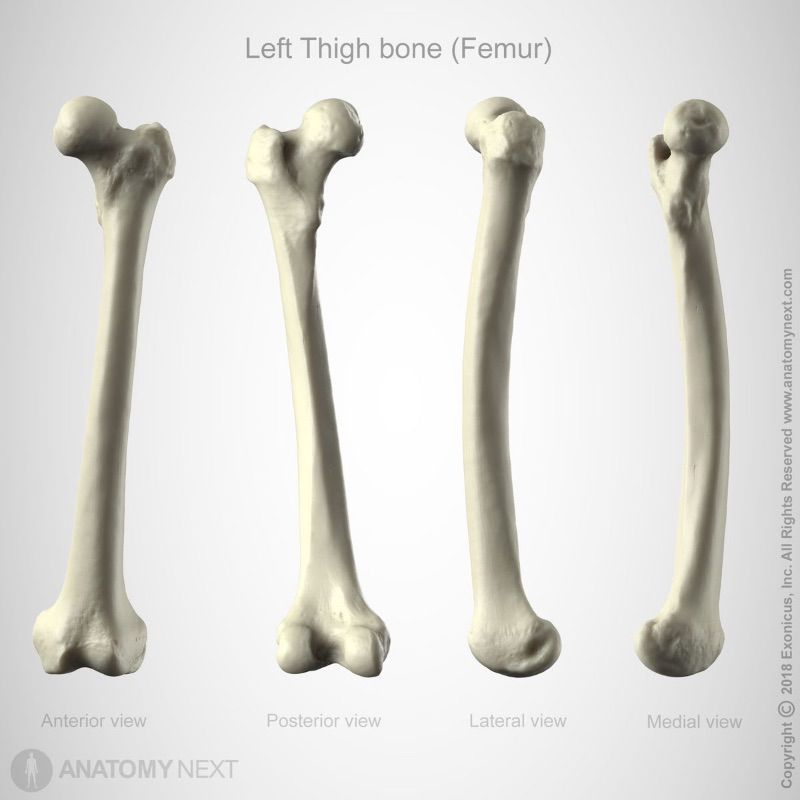 Femur, Thigh bone, Skeleton of lower limb, Human thigh