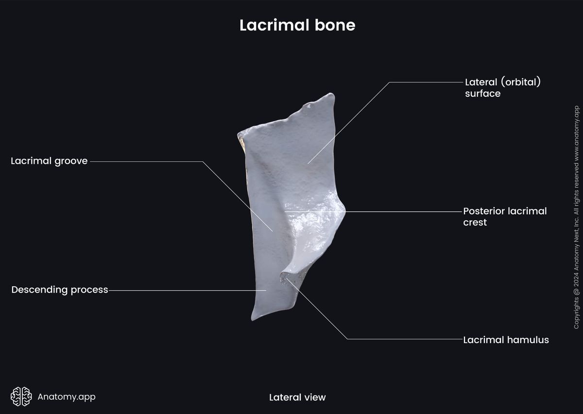 Head and neck, Skull, Viscerocranium, Facial skeleton, Lacrimal bone, Landmarks of lacrimal bone, Lateral view
