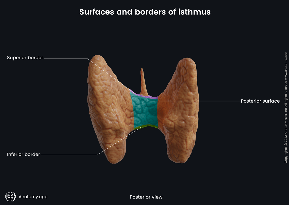Thyroid gland, Isthmus, Posterior view, Border, Surfaces, Superior border, Posterior surface, Inferior border