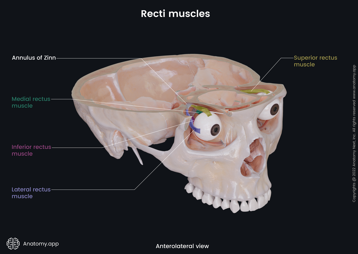 Extraocular muscles, Recti muscles, Bony orbit, Skull, Eyeball, Superior rectus, Inferior rectus, Medial rectus, Lateral rectus, Anterolateral view