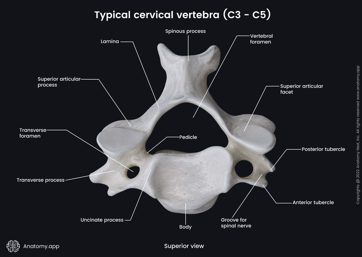 Typical cervical vertebrae, C3 - C5, Landmarks, Superior view, Cervical spine, Spine, Vertebral column