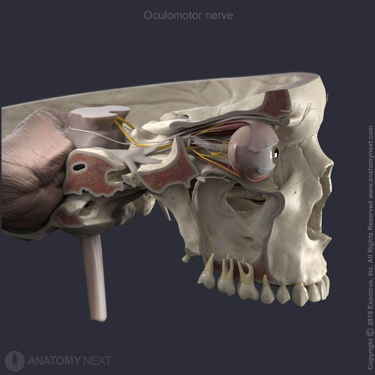 Oculomotor nerve, third cranial nerve, CN III, in cranial cavity and orbit, eyeball and extra-ocular muscles