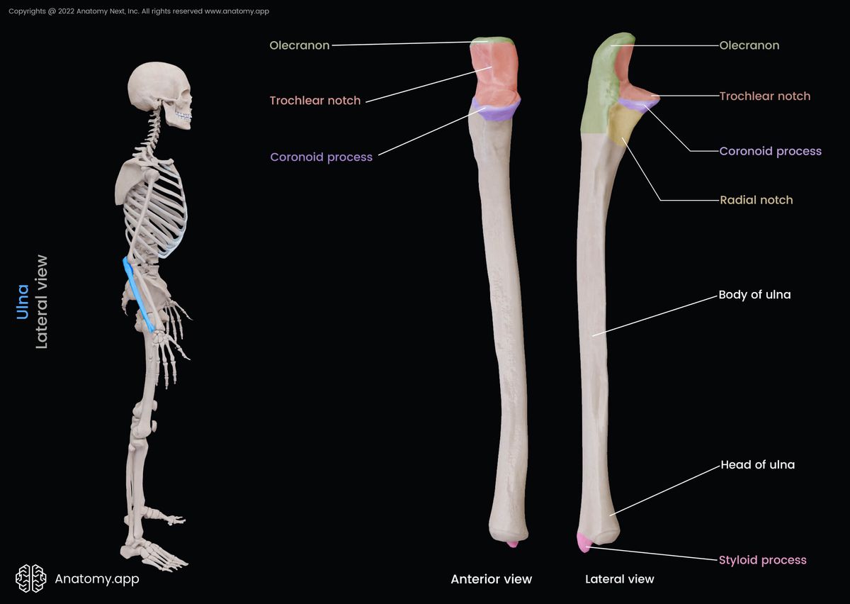 Ulna, Landmarks, Landmarks colored, Forearm bones, Skeleton of forearm, Human skeleton, Upper extremity, Skeleton of upper extremity