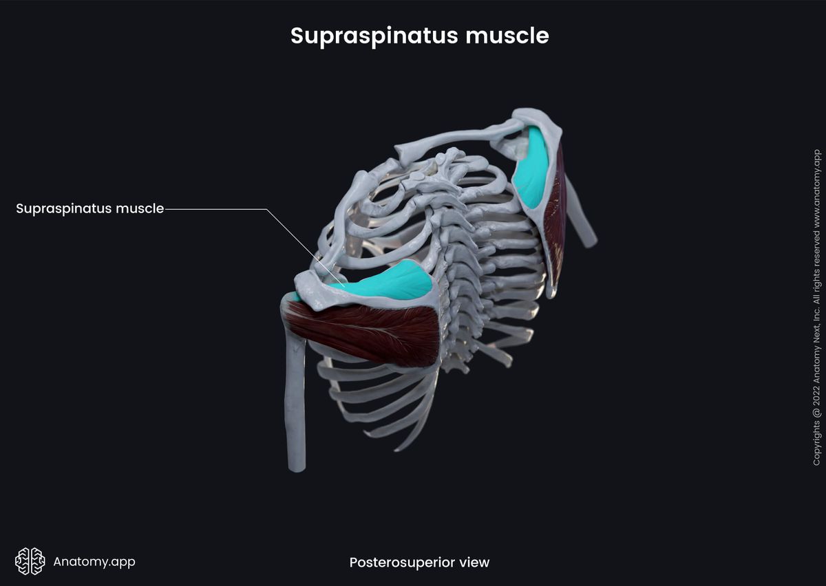Upper extremity, upper limb, thorax, muscular system, rotator cuff, supraspinatus, posterosuperior view