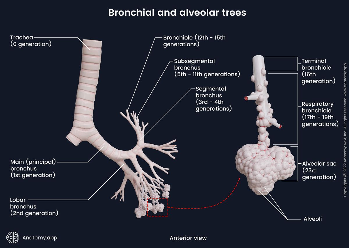 Bronchi, Bronchial tree, Alveolar tree, Anterior view, Respiratory zone, Conducting zone, Transitional zone, Bronchi generations, Trachea, Bronchioles
