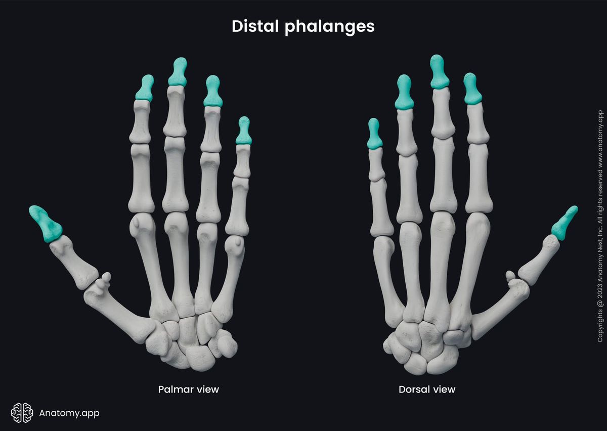 Skeleton of upper limb, Upper extremity, Phalanges of hand, Phalanges, Distal phalanges, Bones of hand, Hand bones, Human hand, Metacarpals, Carpals, Palmar view, Dorsal view