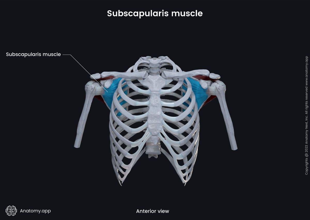 Upper extremity, upper limb, thorax, muscular system, rotator cuff, subscapularis, anterior view
