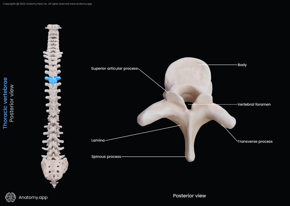 Thoracic vertebrae, Vertebra, Landmarks, Spine, Vertebral column, Posterior view
