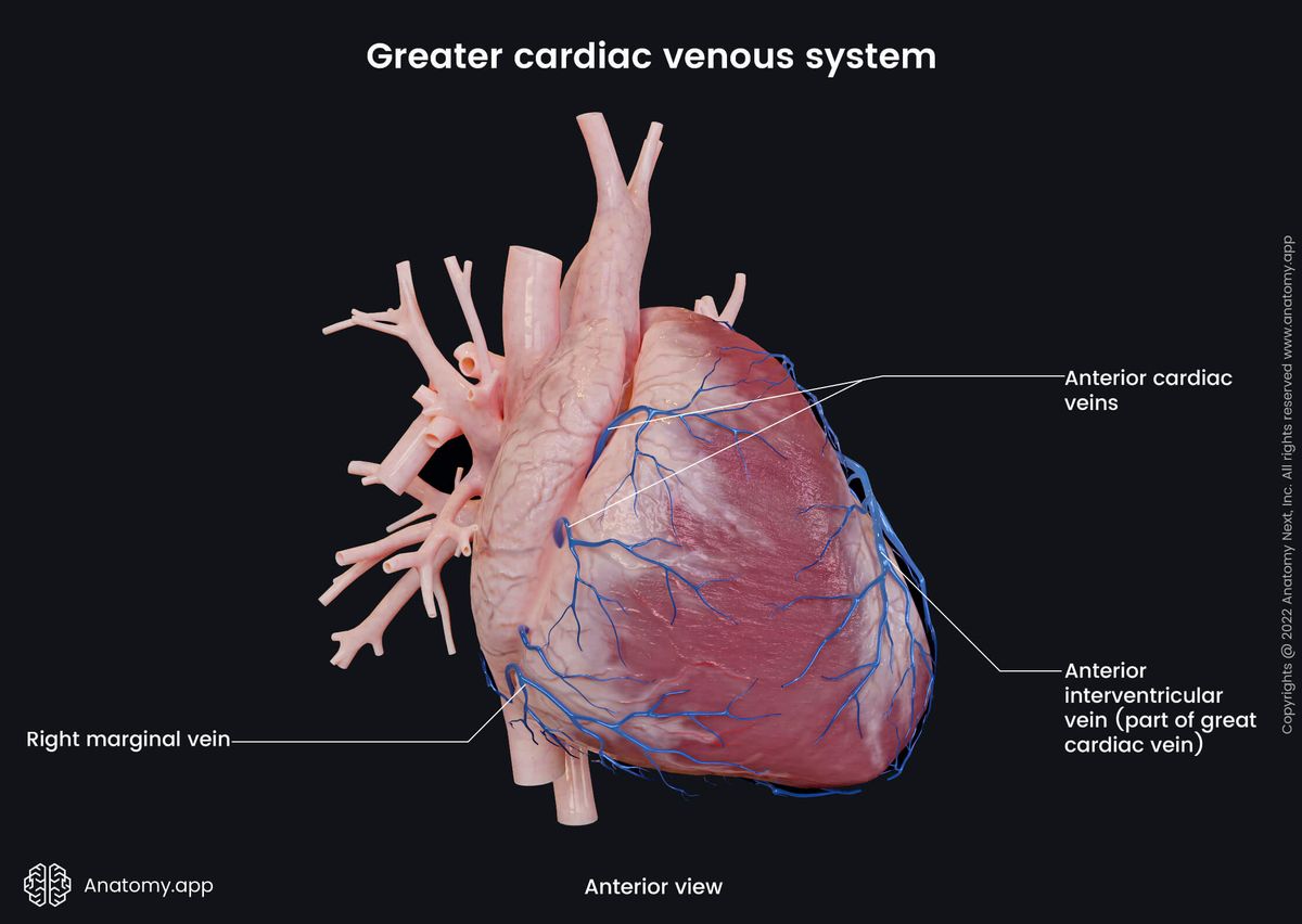 Heart, Coronary circulation, Cardiac veins, Greater cardiac venous system, Anterior view