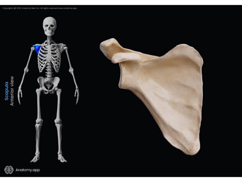 Scapula, Anterior surface of scapula, Skeleton of upper limb, Bones of shoulder girdle, Shoulder girdle, Shoulder blade