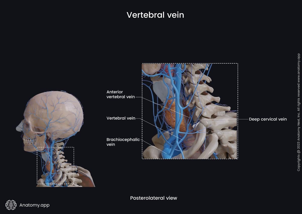 Veins of the head and neck, Vertebral vein, Vertebral plexus, Tributaries of vertebral vein, Posterolateral view