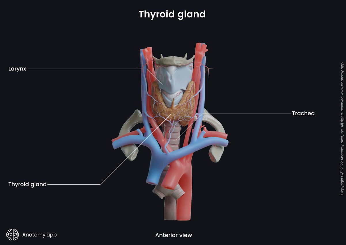 Thyroid gland, Larynx, Trachea, Blood vessels, Anterior view