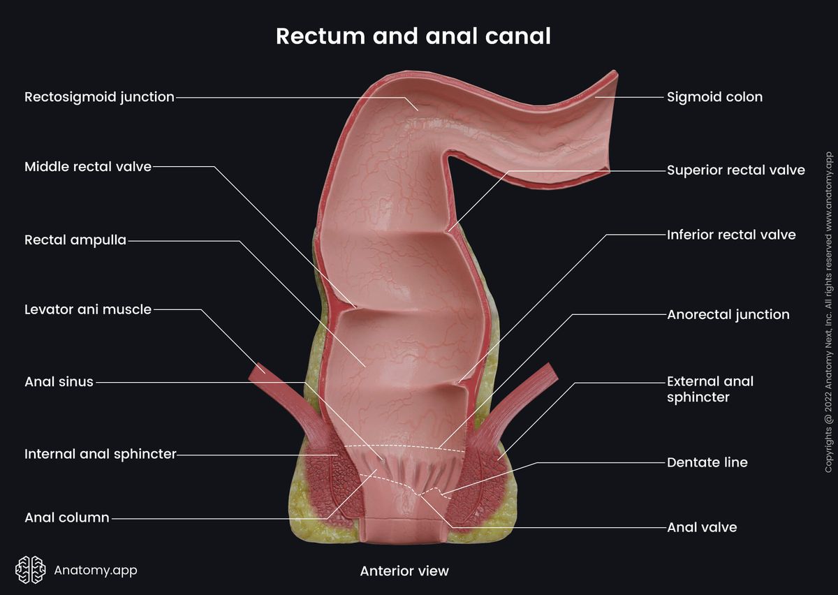 Rectum, Anal canal, Coronal section, Sigmoid colon, Landmarks, Rectal valves