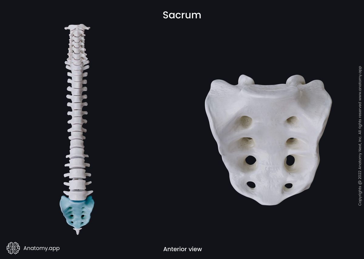 Spine, Spine parts, Sacrum, Anterior view