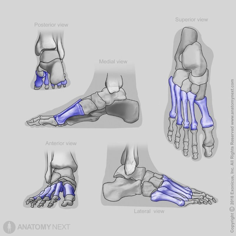 Metatarsal bones, Bones of foot, Human foot, Skeleton of lower limb