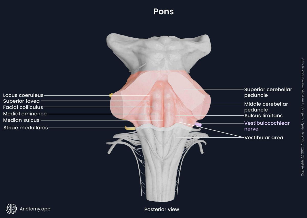 Pons, dorsal surface, external landmarks, cranial nerve exits