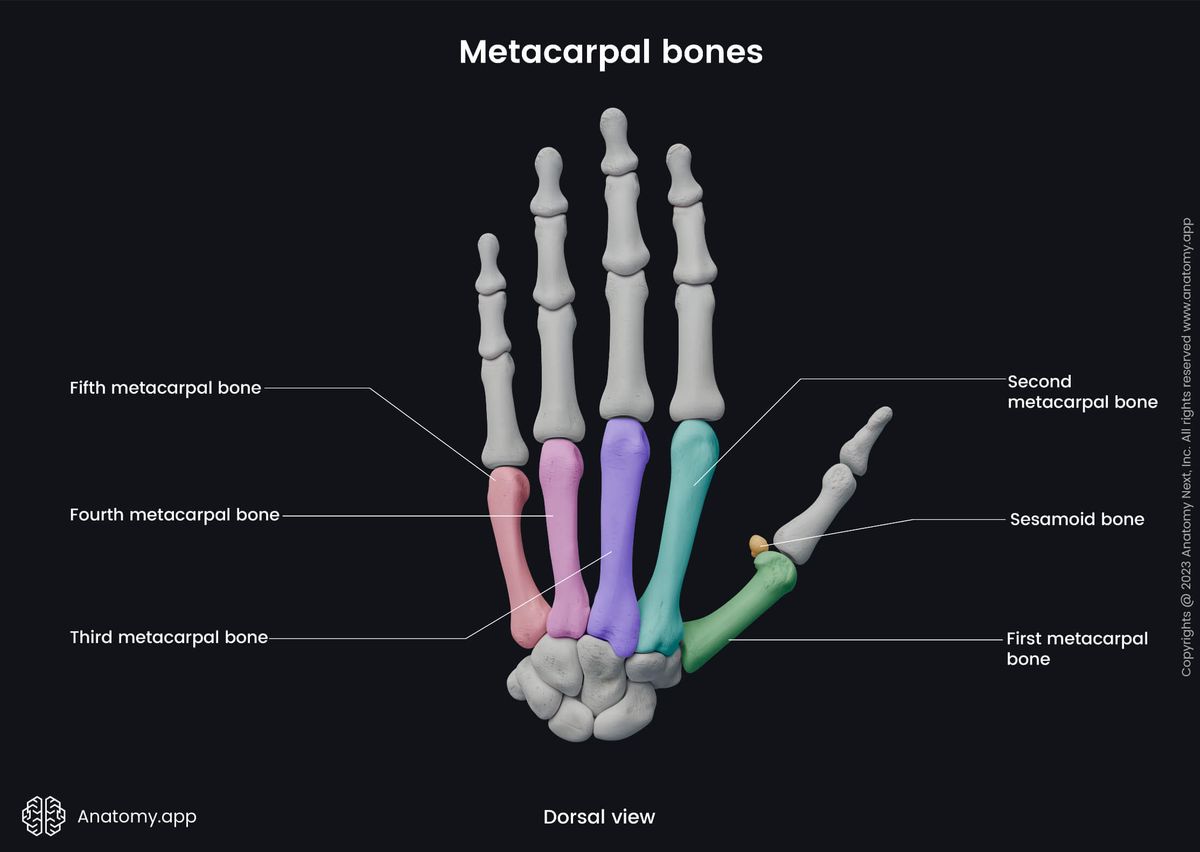 Upper limb, Skeletal system, Hand bones, Hand skeleton, Human skeleton, Metacarpal bones, Sesamoid bones, Dorsal view 