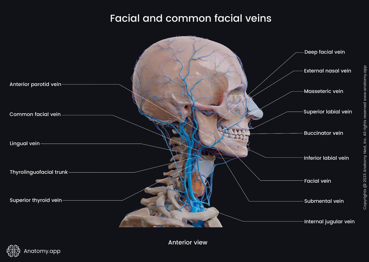 Head and neck veins, Facial vein, Common facial vein, Tributaries of facial vein, Lateral view