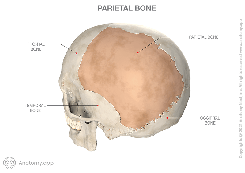 Skull, parietal bone colored