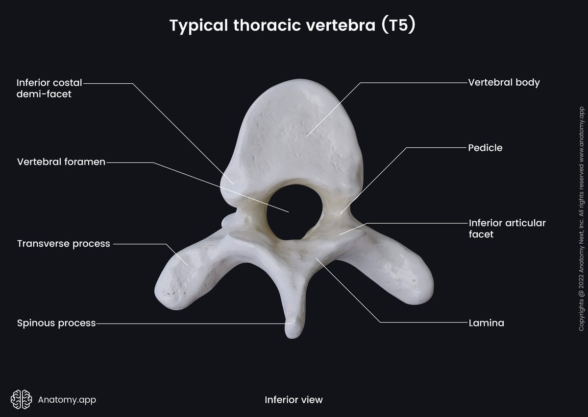 Spine, Thoracic vertebra, Typical thoracic vertebra, Fifth thoracic vertebra, T5, Landmarks, Costal facets, Inferior view