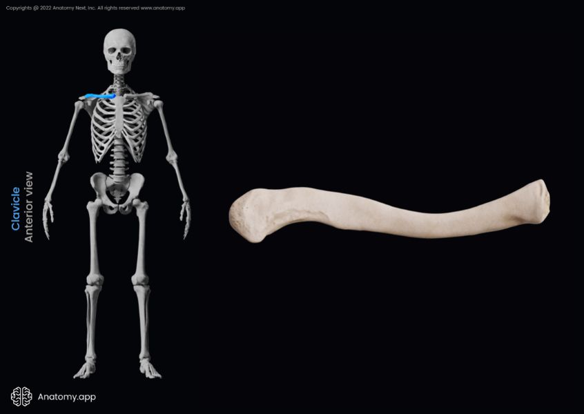 Clavicle, Collarbone, Skeleton of upper limb, Bones of shoulder girdle, Shoulder girdle