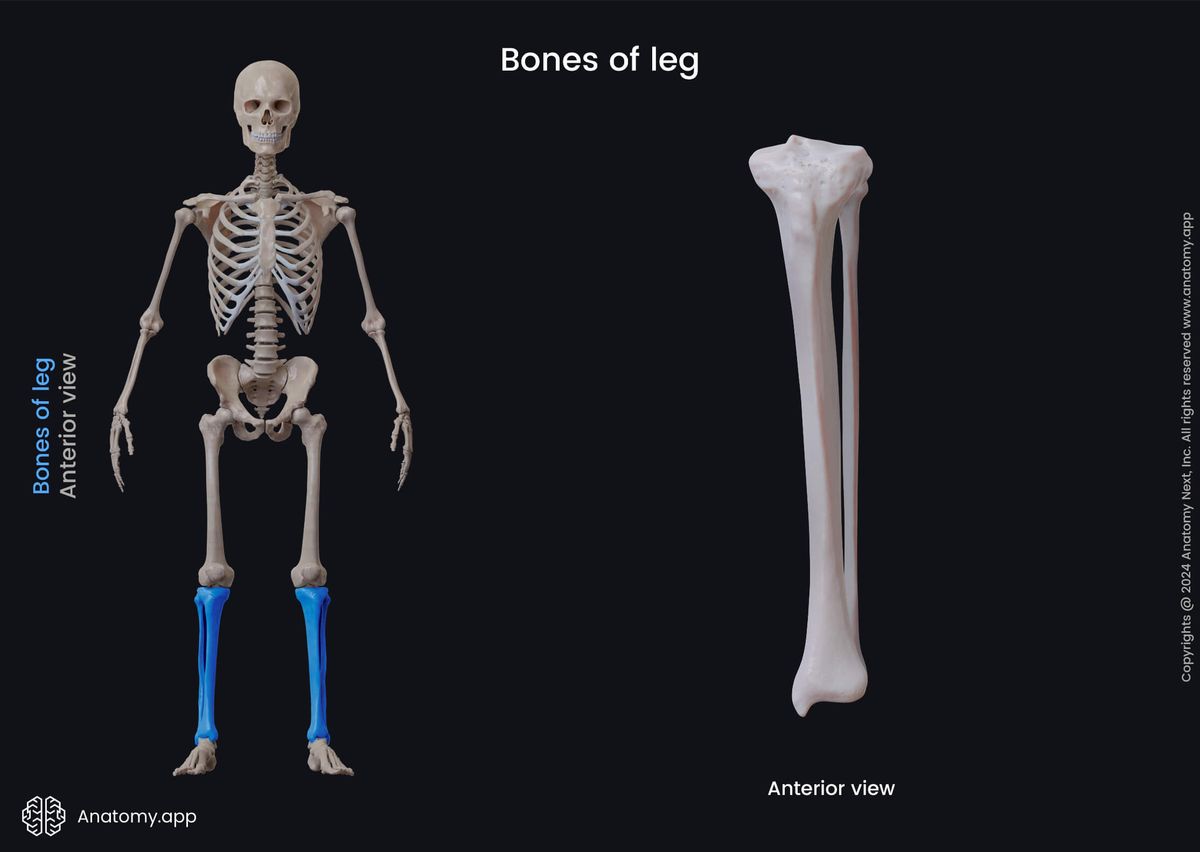 Tibia, Fibula, Shinbone, Calf bone, Bones of leg, Skeleton of lower limb, Leg bones, Human skeleton, Anterior view of fibula and tibia