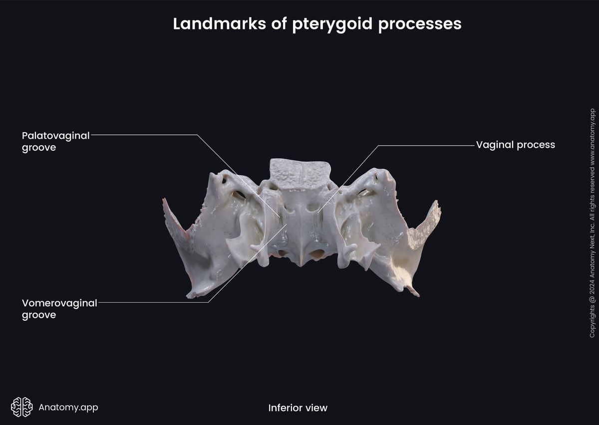Head and neck, Skeletal system, Skull, Bones of skull, Neurocranium, Sphenoid, Parts of sphenoid, Pterygoid processes, Landmarks, Inferior view