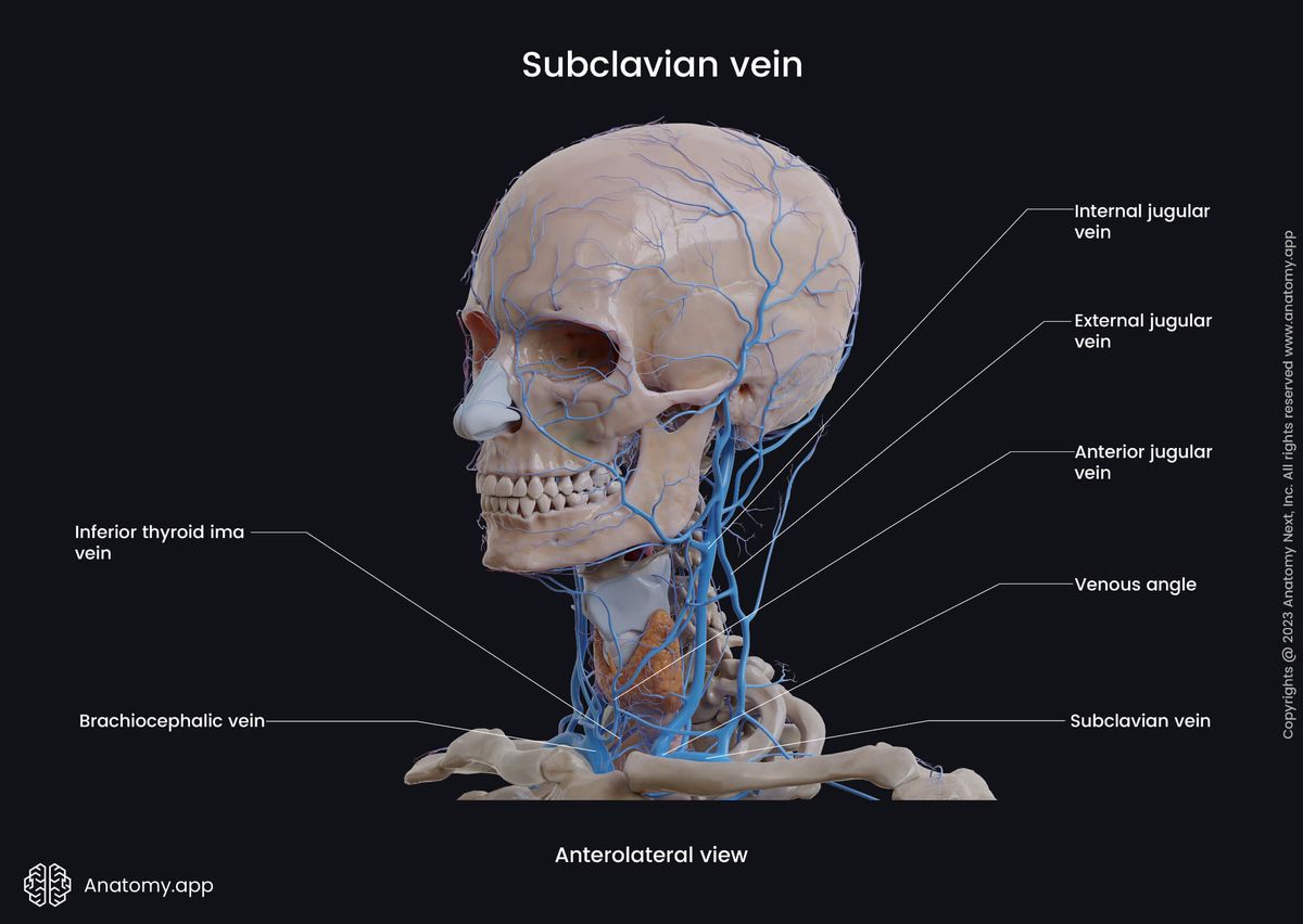 Veins of the head and neck, Subclavian vein, Tributaries of subclavian vein, Anterolateral view