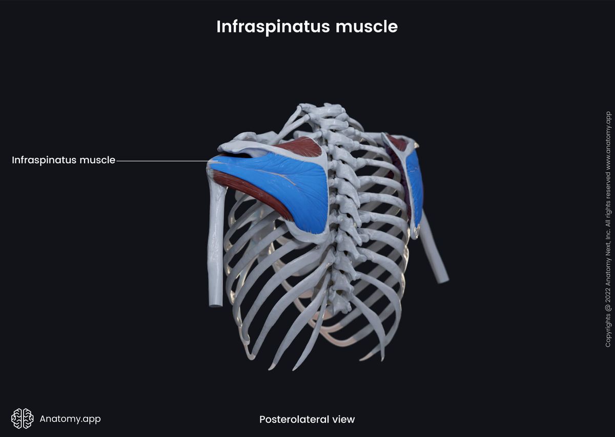 Upper extremity, upper limb, thorax, muscular system, rotator cuff, infraspinatus, posterolateral view
