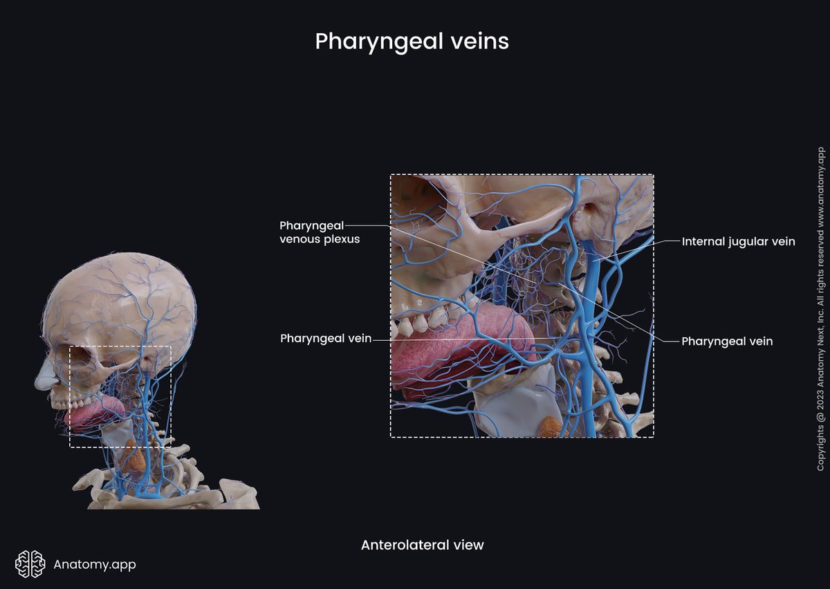 Veins of the head and neck, Extracranial veins, Pharyngeal veins, Pharyngeal venous plexus, Anterolateral view