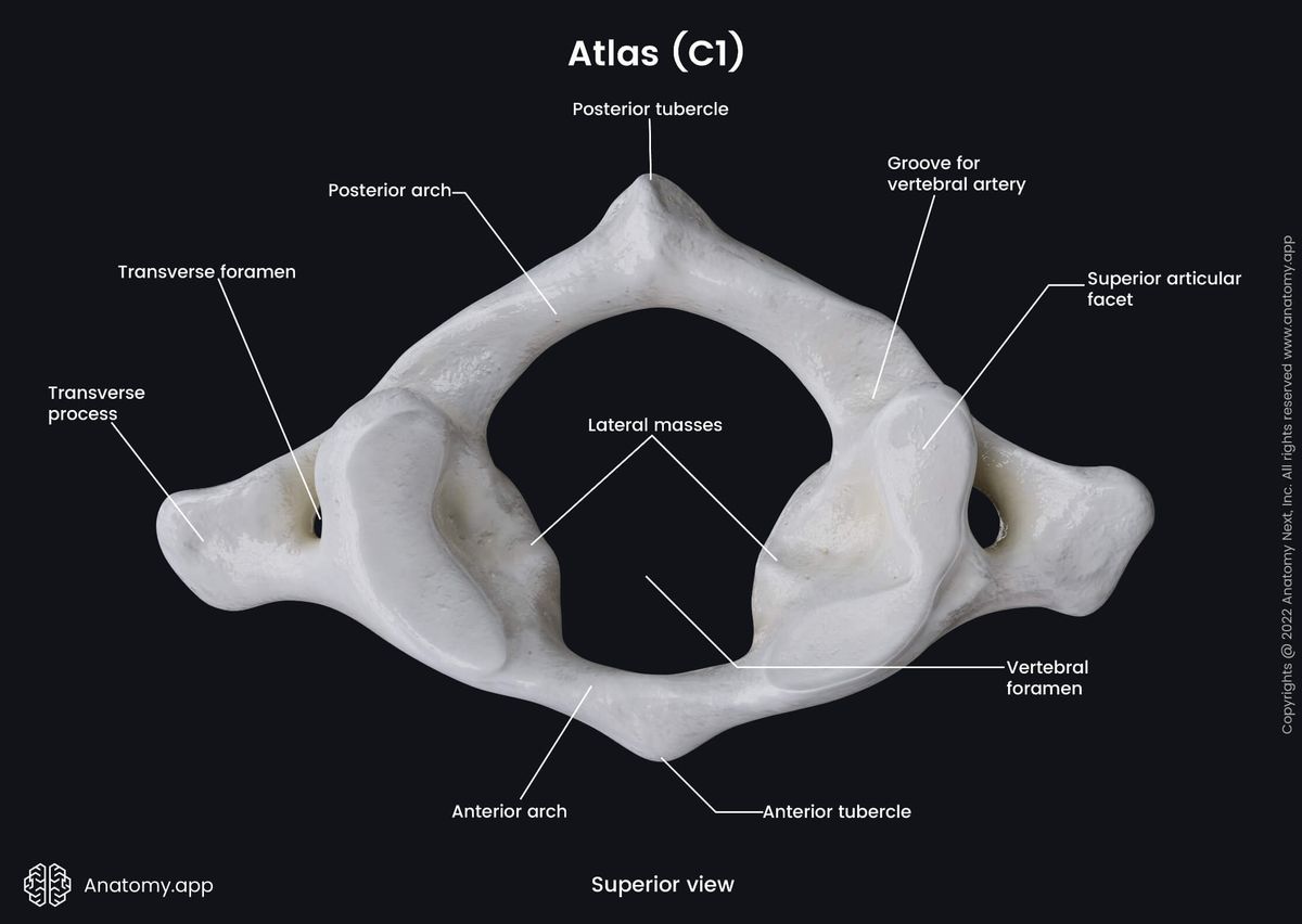 Atlas, C1, Cervical vertebrae, First cervical vertebra, Cervical spine, Landmarks of atlas, Superior view, Spine, Vertebral column