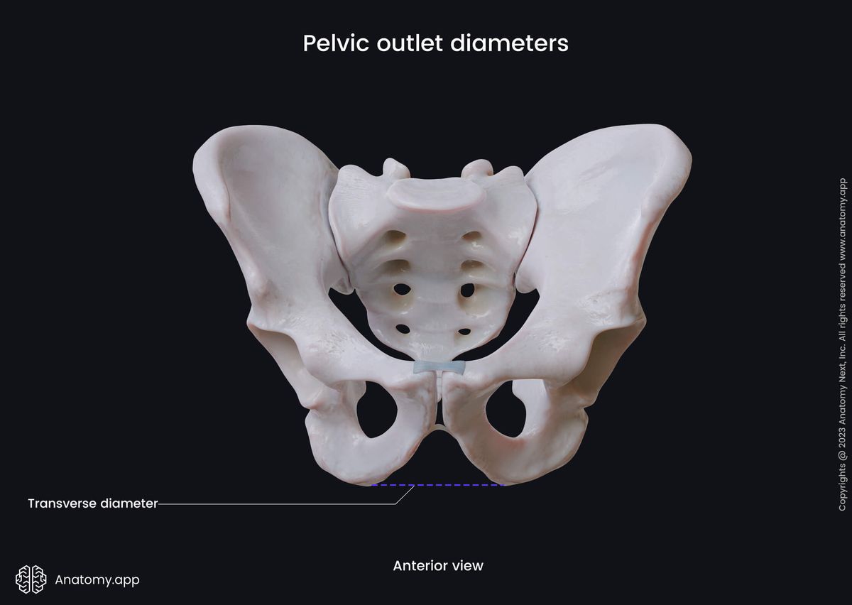 Pelvis, Pelvic outlet, Pelvic outlet diameters, Transverse diameter, Anterior view