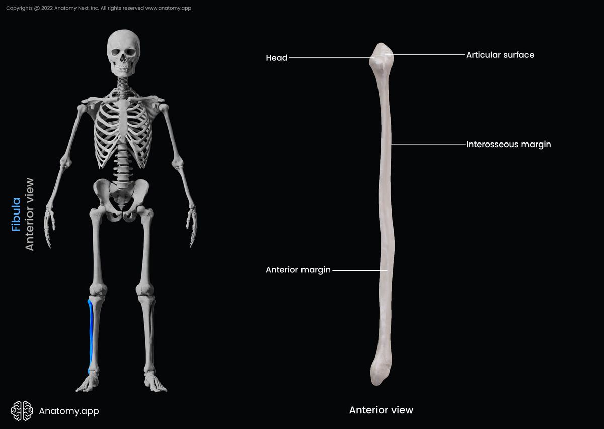 Fibula, Anterior view of fibula, Landmarks of fibula, Leg bones, Bones of leg, Skeleton of lower limb, Human leg, Human skeleton